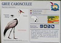 Grue caronculee, Bugeranus carunculatus (Photo F. Mrugala) (txt)